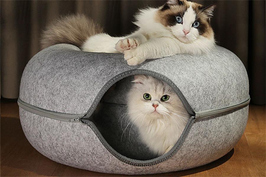 تخت حیوان خانگی برای گربه